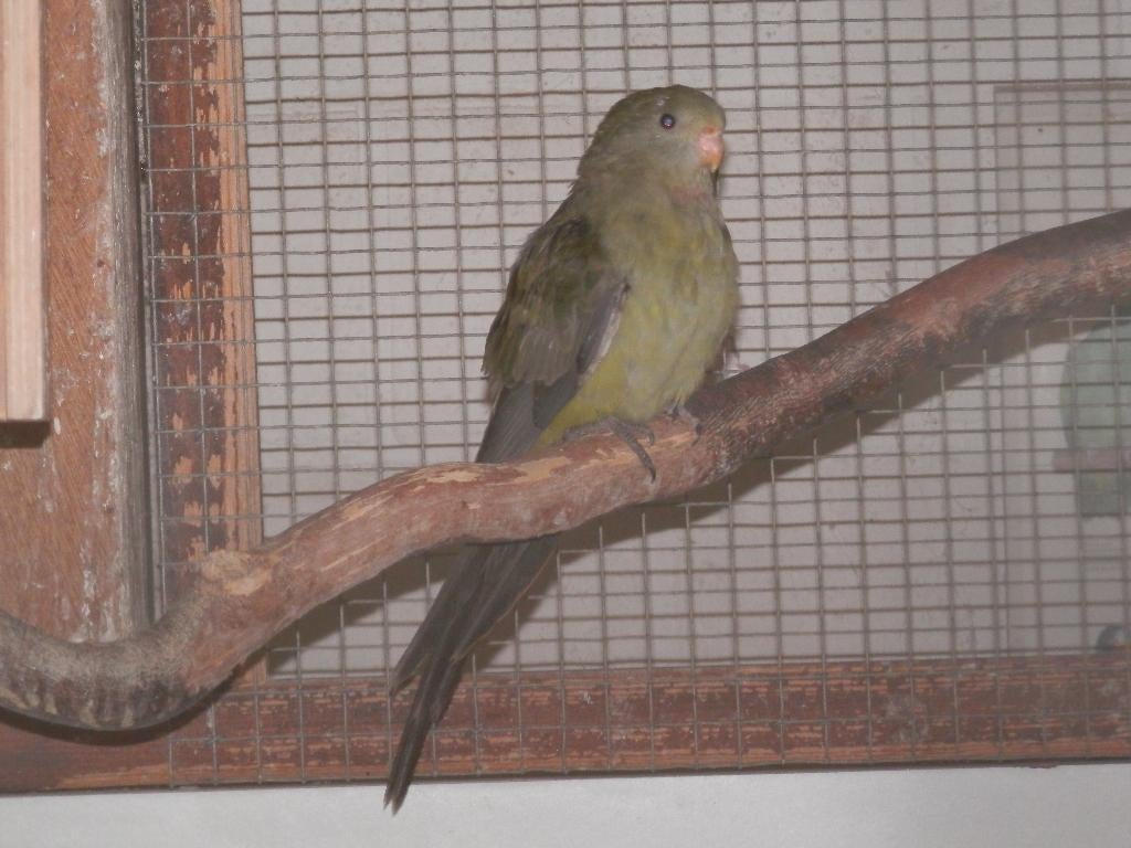 Barraband parkieten grijsgroen 2025, Animaux & Accessoires, Plusieurs animaux, Perruche, Bagué