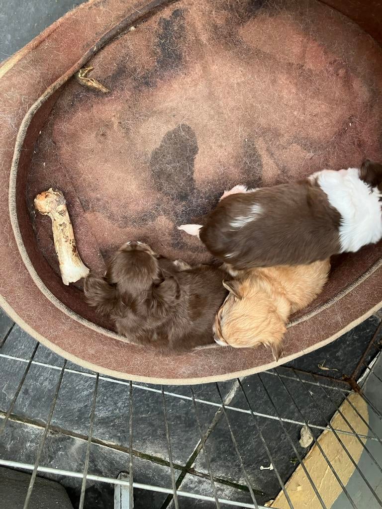 Te koop nestje  mooie chihuahua, Hépatite contagieuse (maladie de Rubarth), 8 à 15 semaines, Plusieurs, Éleveur | Loisir