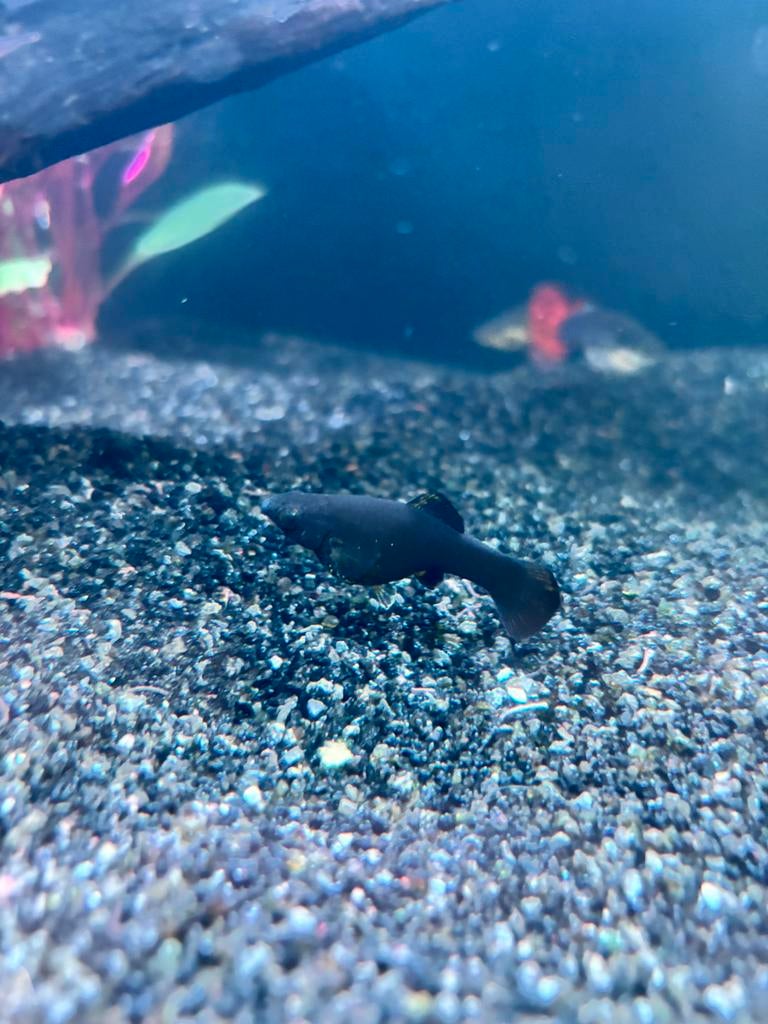 Zwarte molly’s, Dieren en Toebehoren, Vis, Zoetwatervis