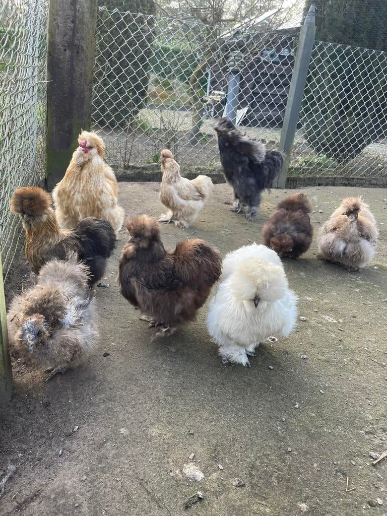 Broedeieren USA zijdehoen in verschillende kleuren, Dieren en Toebehoren, Pluimvee