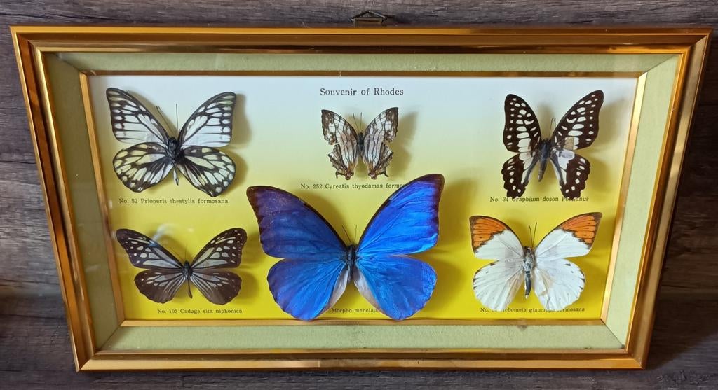 Cadre papillons, Verzamelen, Dierenverzamelingen, Ophalen of Verzenden