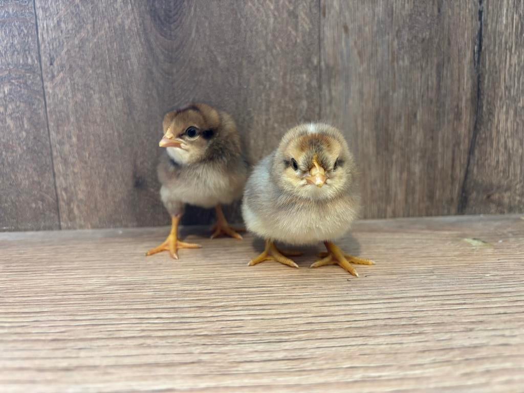 Cream legbar kuikens, Dieren en Toebehoren, Pluimvee