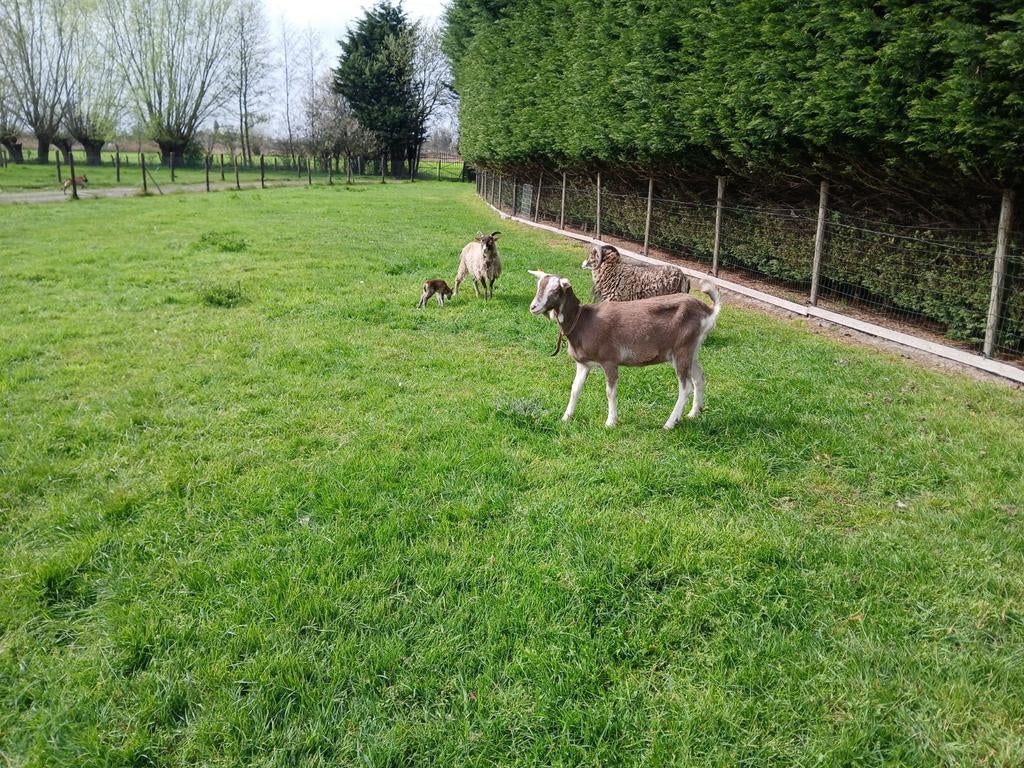 Geit, Dieren en Toebehoren, Schapen, Geiten en Varkens, Geit