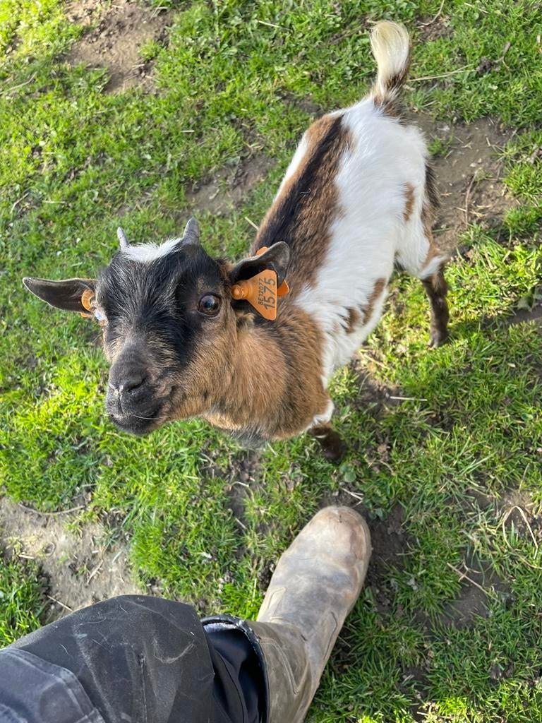 4 dwerggeitjes, Dieren en Toebehoren, Schapen, Geiten en Varkens, Geit, 3 tot 5 jaar
