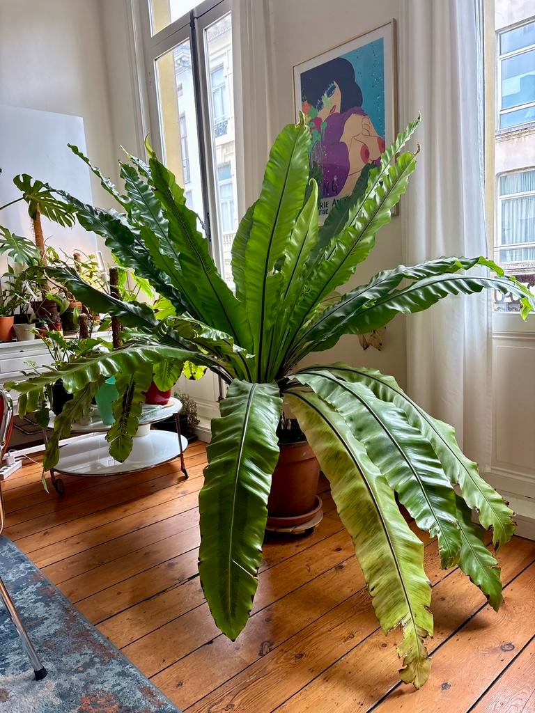 Zeer grote asplenium nestvaren, Ophalen, Overige soorten, Halfschaduw, In pot