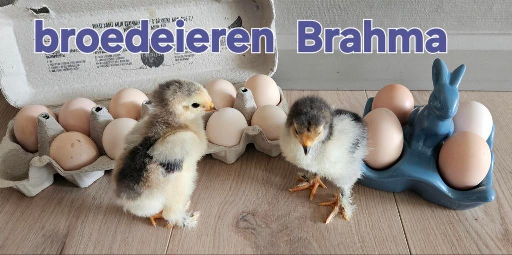 Poulets Brahma couchant des œufs, Animaux & Accessoires, Enlèvement ou Envoi