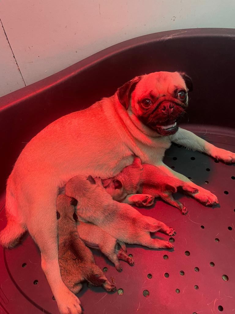 Chiots carlin à vendre (Belgique), Chien (mâle), Autres races, Belgique, Plusieurs