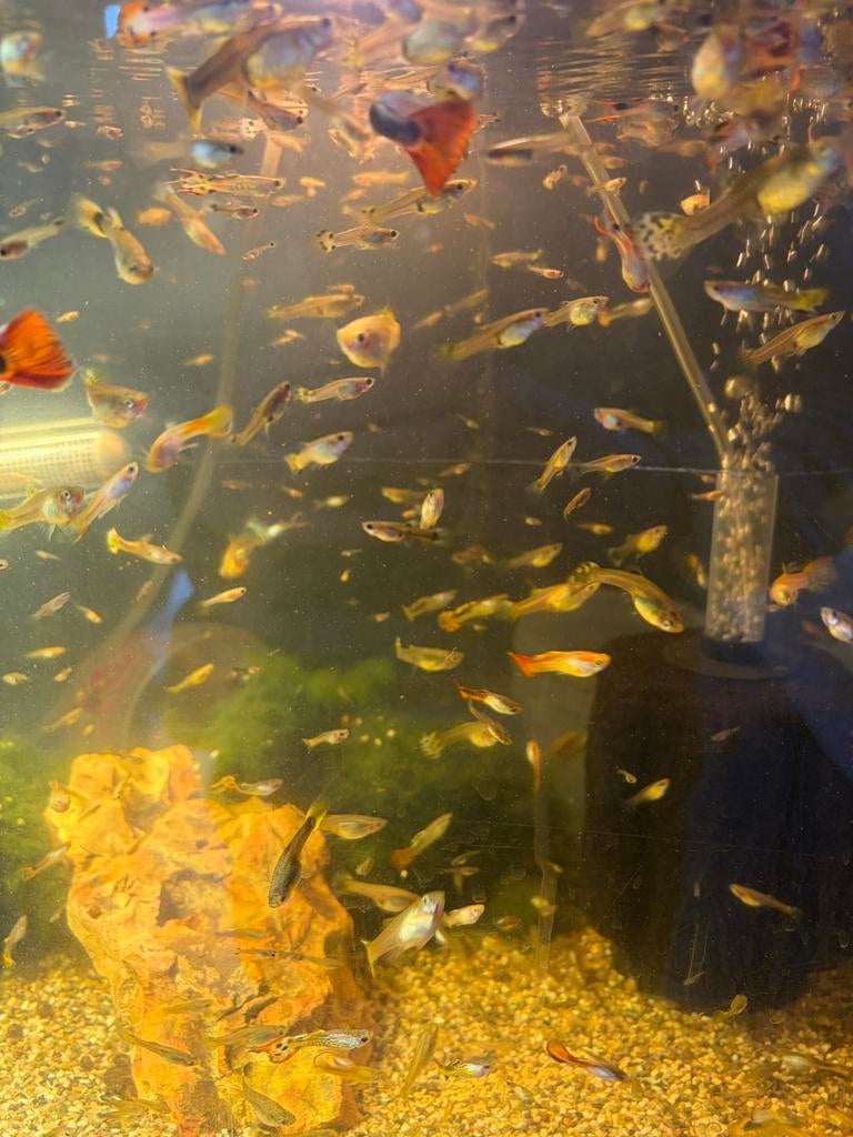 Guppies, Vis, Zoetwatervis