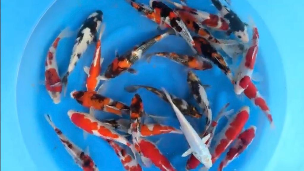 Quantité ou boîte de carpes koï directement du Japon ?, Animaux & Accessoires, Carpe ou Koï