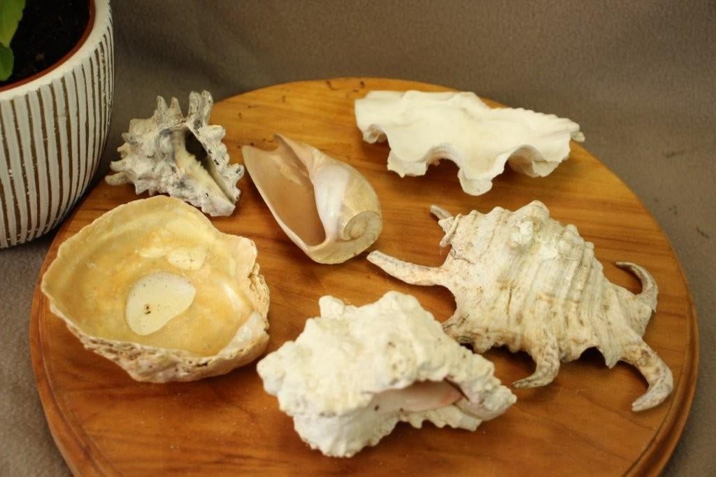 Lot schelpen, Ophalen of Verzenden, Schelp(en)