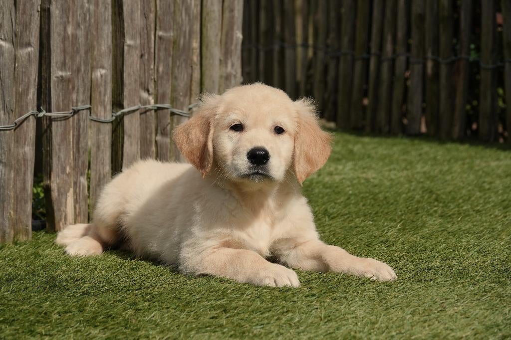 Prachtige Golden retriever pups met stamboom, Dieren en Toebehoren, Honden | Retrievers, Spaniëls en Waterhonden, België, 8 tot 15 weken