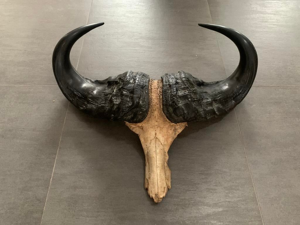 Crane de buffle, Collections, Enlèvement, Comme neuf, Crâne