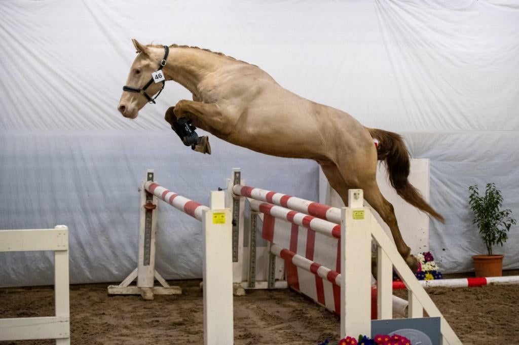 2 champagne hengsten ter dekking, Animaux & Accessoires, Chevaux & Poneys | Étalons & Juments poulinières
