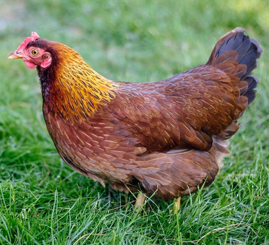 Gespikelde groenleggers broedeieren, Dieren en Toebehoren, Pluimvee