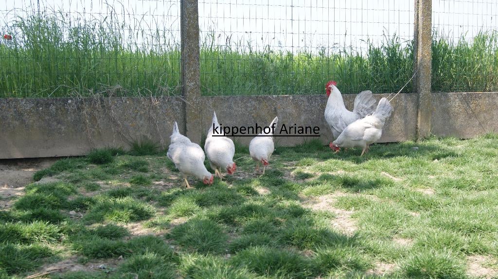 cream legbar opal broedeieren, Sexe inconnu, Poule ou poulet