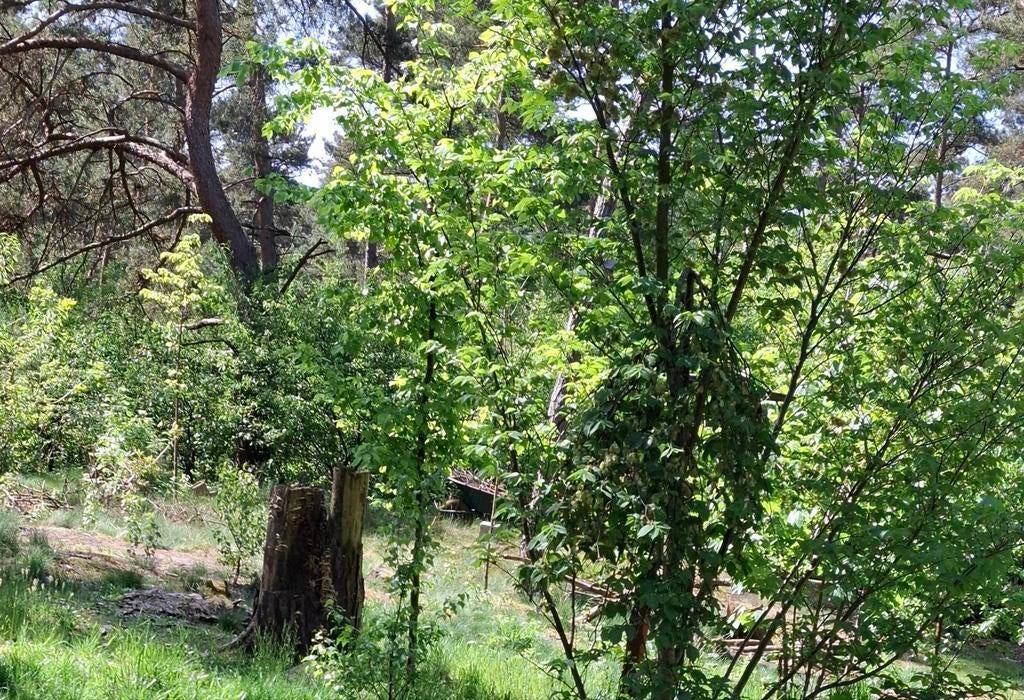 Chalet te koop, Immo, Buitenverblijven te koop