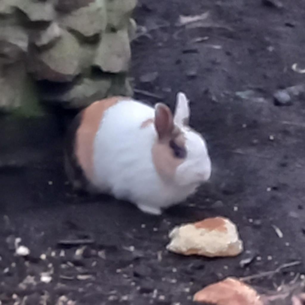 A apprivoiser  lapin nain, Jardin & Terrasse