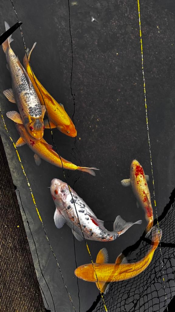 Vijver materiaal + pomp + filter + Koi ‘s te koop