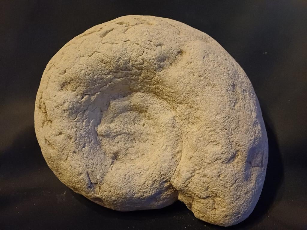 Ammonite en provenance de France, Enlèvement ou Envoi, Fossile