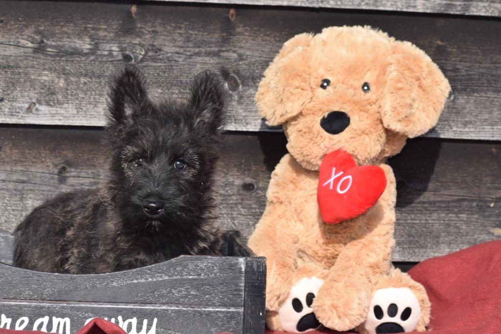 Chiots terrier écossais, 15 semaines à 1 an, Étranger, Hépatite contagieuse (maladie de Rubarth), Autres races