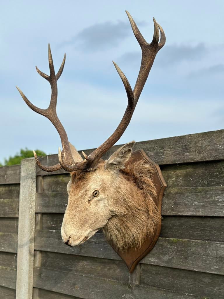 Hertenkop taxidermie, Enlèvement