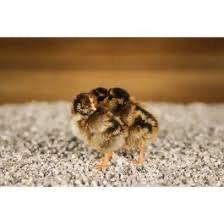 Verschillende soorten kuiken te koop 🐣, Dieren en Toebehoren, Geslacht onbekend, Eend