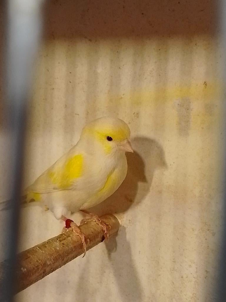 TRÈS BEAUX CANARIS DE COULEUR SIFFLANTE, avec ou sans cage, Animaux & Accessoires, Plusieurs animaux, Canari chanteur