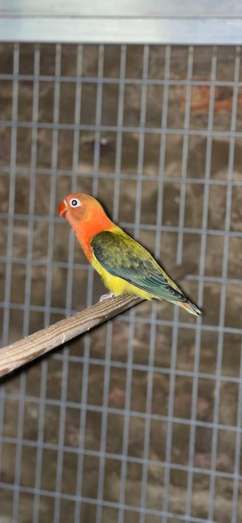 Inseparable fischeri, Animaux & Accessoires, Bagué