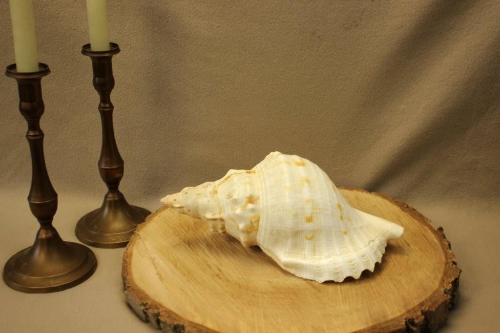 Schelp: Charonia tritonis, Ophalen of Verzenden