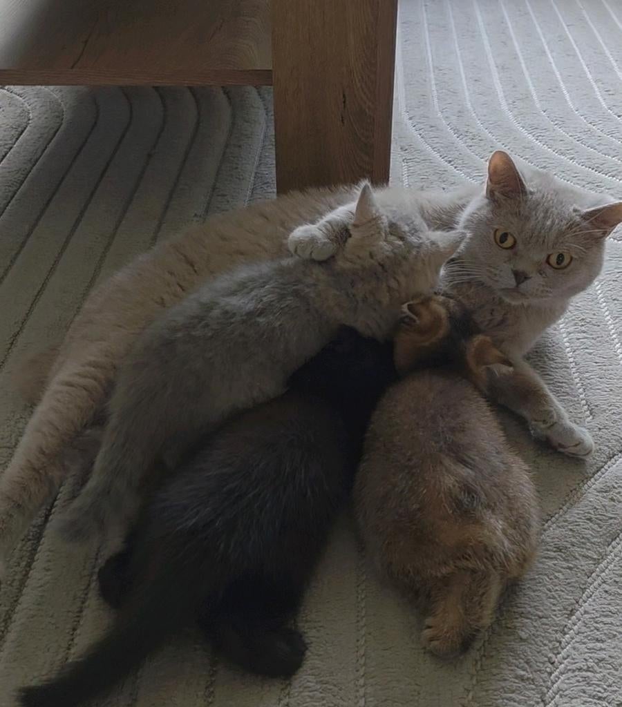 Brits korthaar kitten golden black shaded poes, Poes, Gechipt, 0 tot 2 jaar