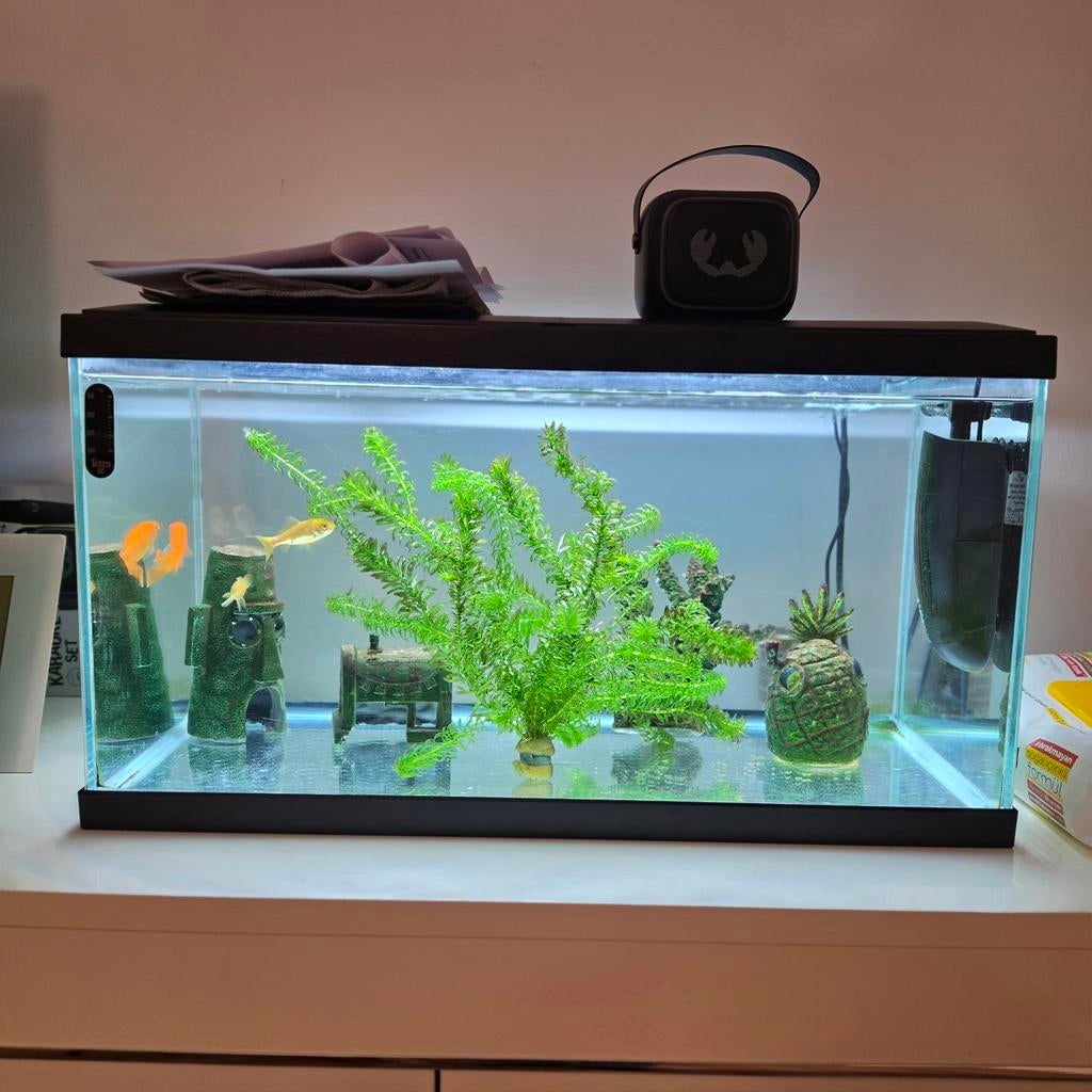 Aquarium, Ophalen of Verzenden