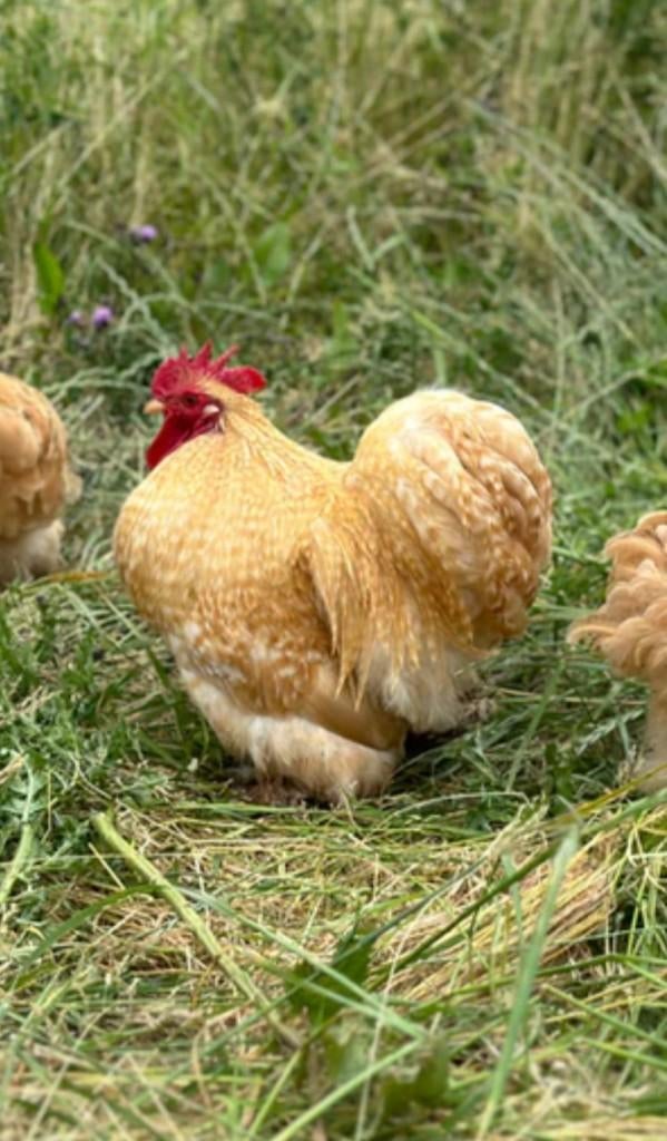 Cochin en cream legbar haan, Dieren en Toebehoren, Mannelijk