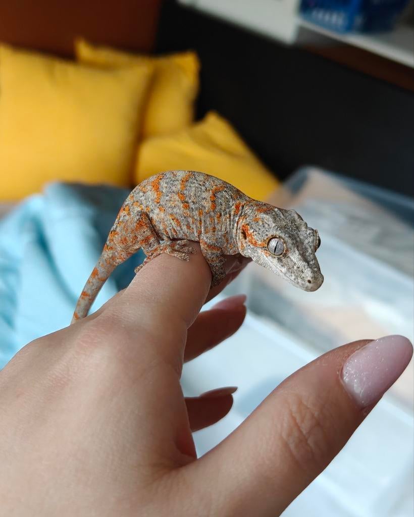 Gargoyle gekko, Dieren en Toebehoren, Reptielen en Amfibieën