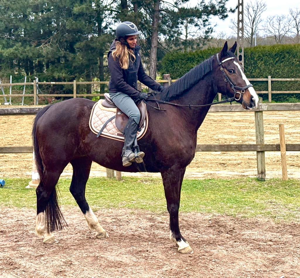 Brave grote ruin, Dieren en Toebehoren, Paarden, Ruin