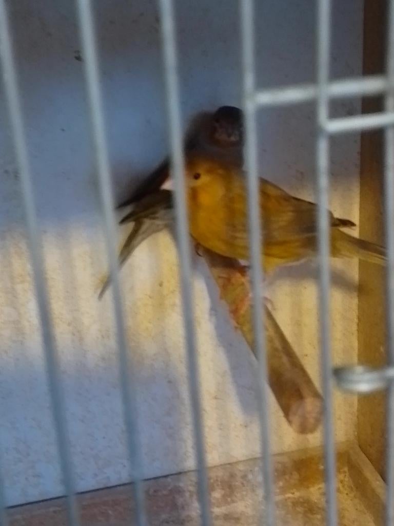 MÂLES ET FEMELLES CANARIENS REPRODUCTEURS de 20 à 25 ans, an, Animaux & Accessoires, Plusieurs animaux, Canari chanteur