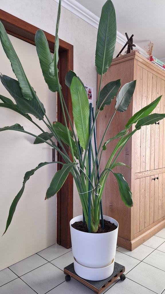 Strelitzia, Maison & Meubles, Enlèvement