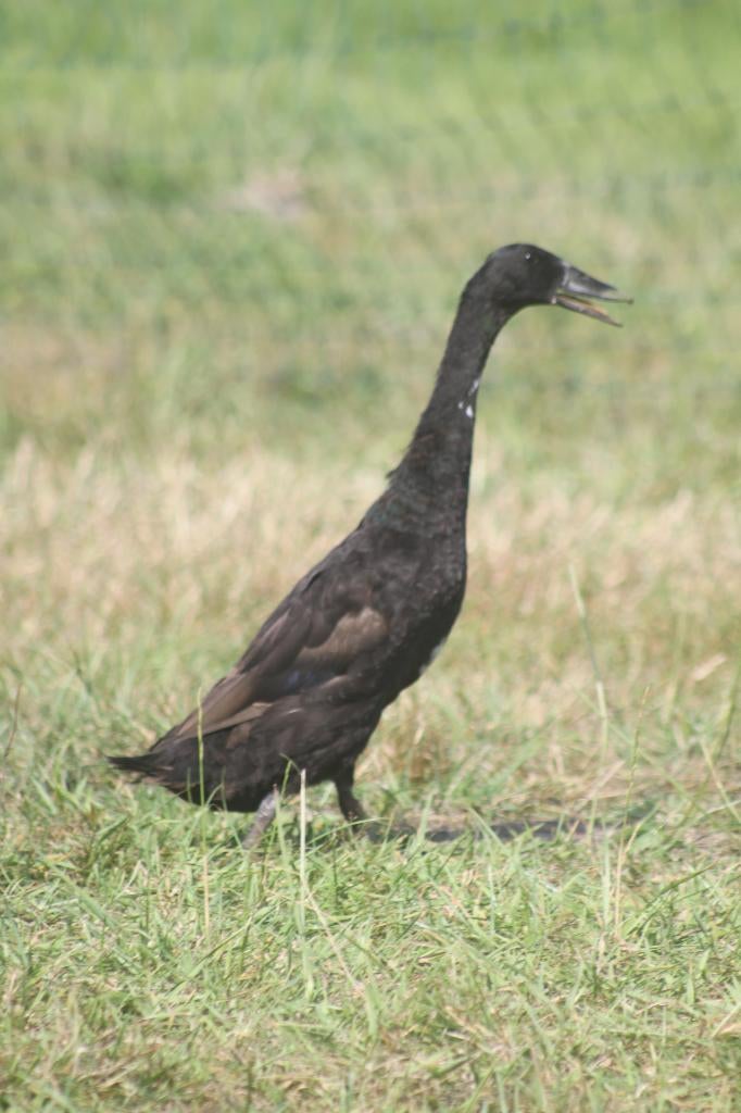3 vrouwelijke loopeenden te koop, Dieren en Toebehoren, Pluimvee, Vrouwelijk, Eend