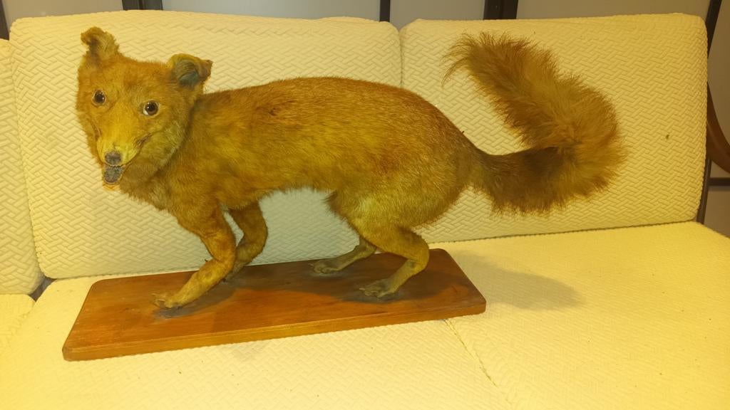 Renard taxidermique, Enlèvement ou Envoi