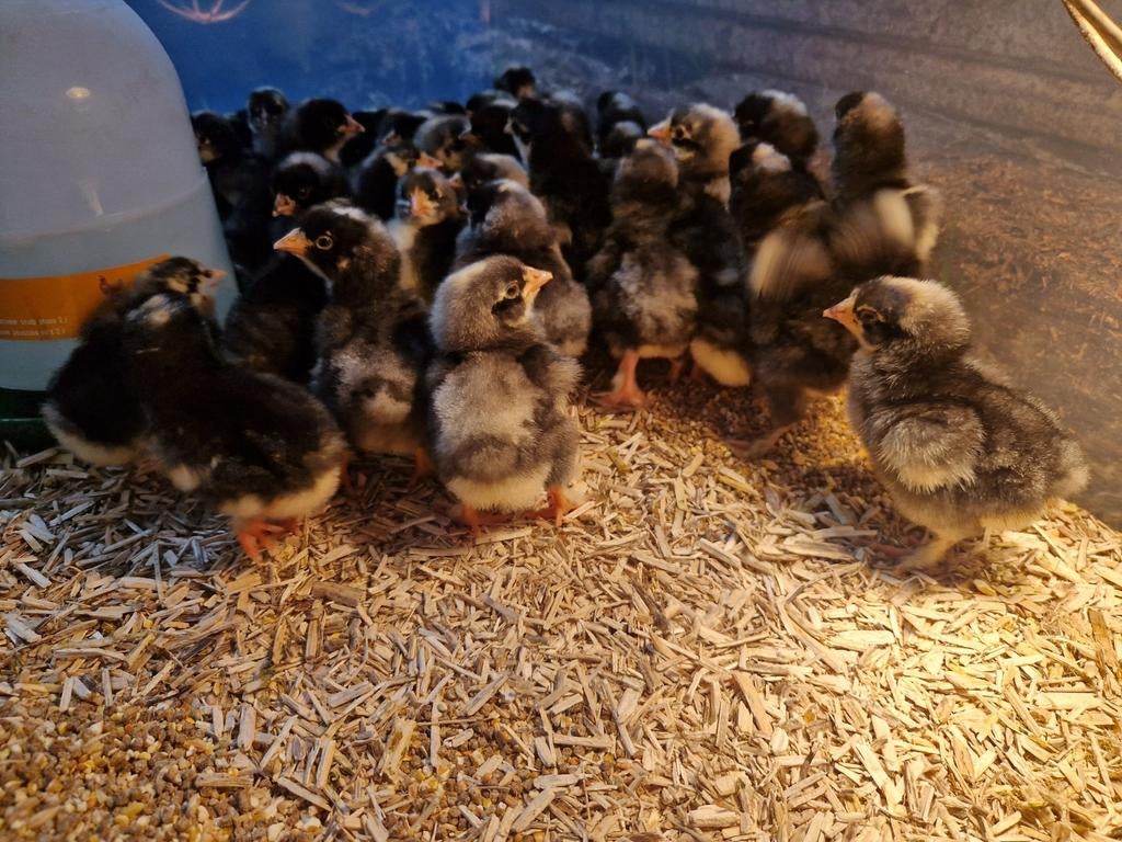 Mechelse koekoek kuikens (eendagskuikens), Dieren en Toebehoren, Pluimvee, Meerdere dieren, Kip