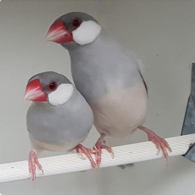 jonge rijstvogels (padas), Sexe inconnu