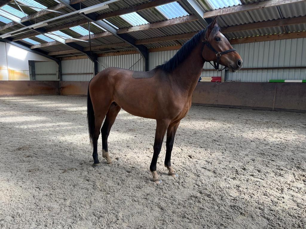 3jarige spring ruin, Dieren en Toebehoren, Paarden, Springpaard, Ruin, 3 tot 6 jaar, 160 tot 165 cm