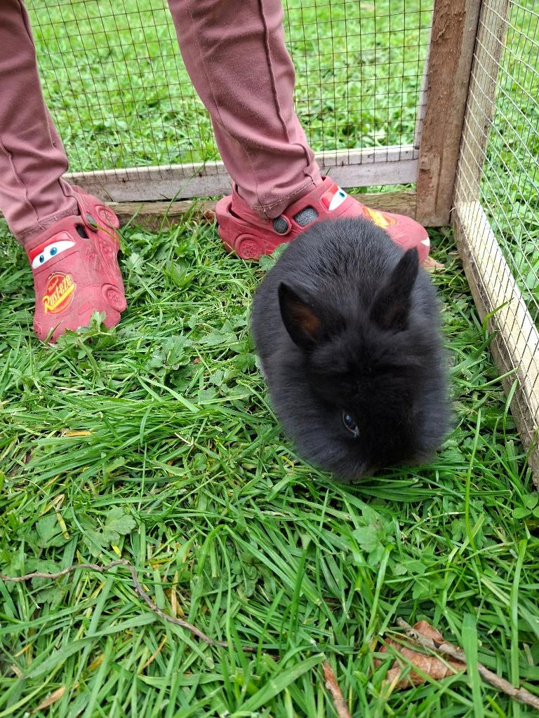 Dwergkonijn leeuwenkopjes, Dieren en Toebehoren, Konijnen, Meerdere dieren, Dwerg, 0 tot 2 jaar