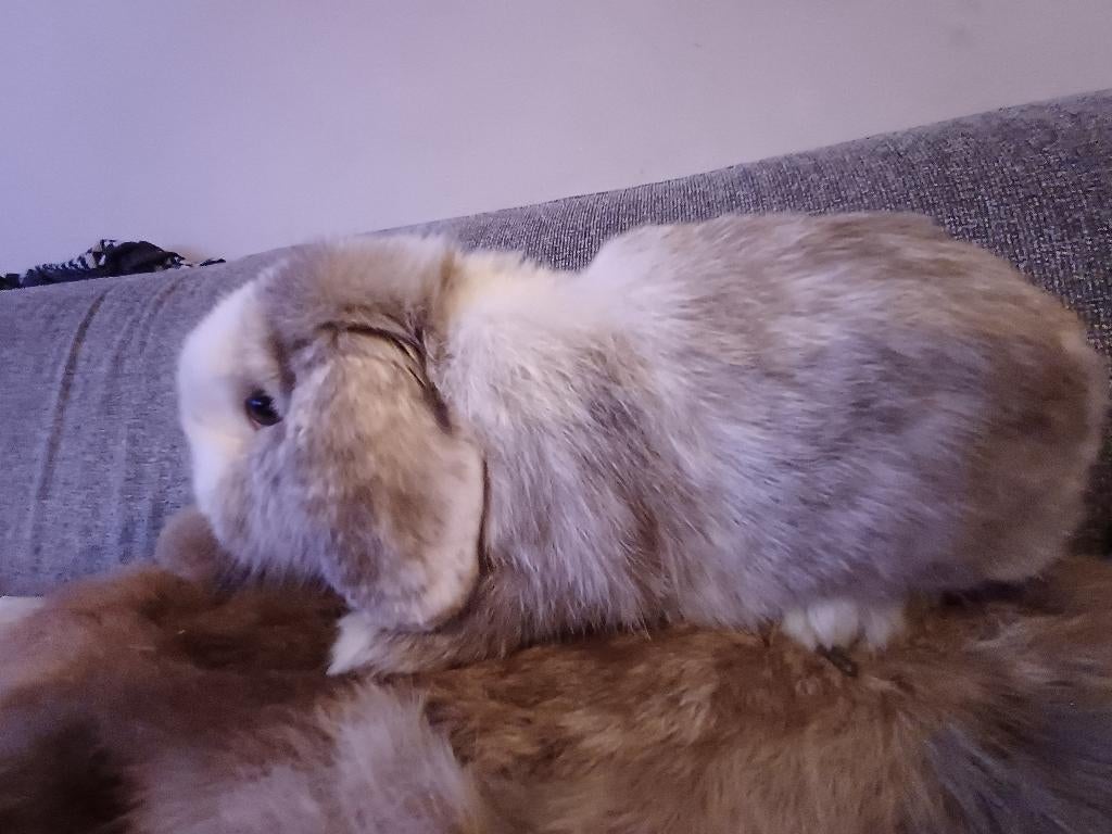 Rammetje, Dieren en Toebehoren, Konijnen, Mannelijk, Dwerg, Hangoor, 0 tot 2 jaar