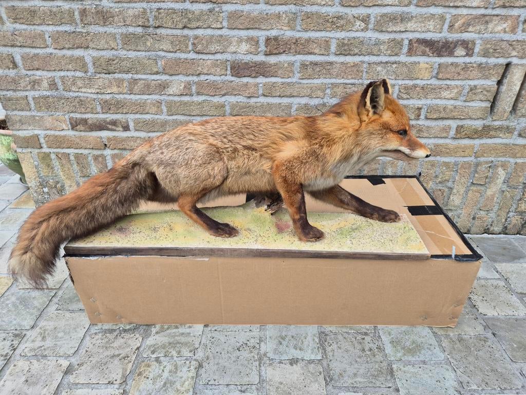 Taxidermie de renards en peluche., Enlèvement ou Envoi