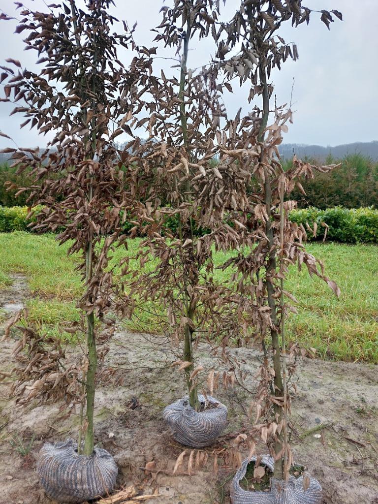 Charme ou carpinus betulus, grandes plantes de haie, Jardin & Terrasse, Plantes | Arbustes & Haies, Enlèvement, Charme, Haie, 100 à 250 cm