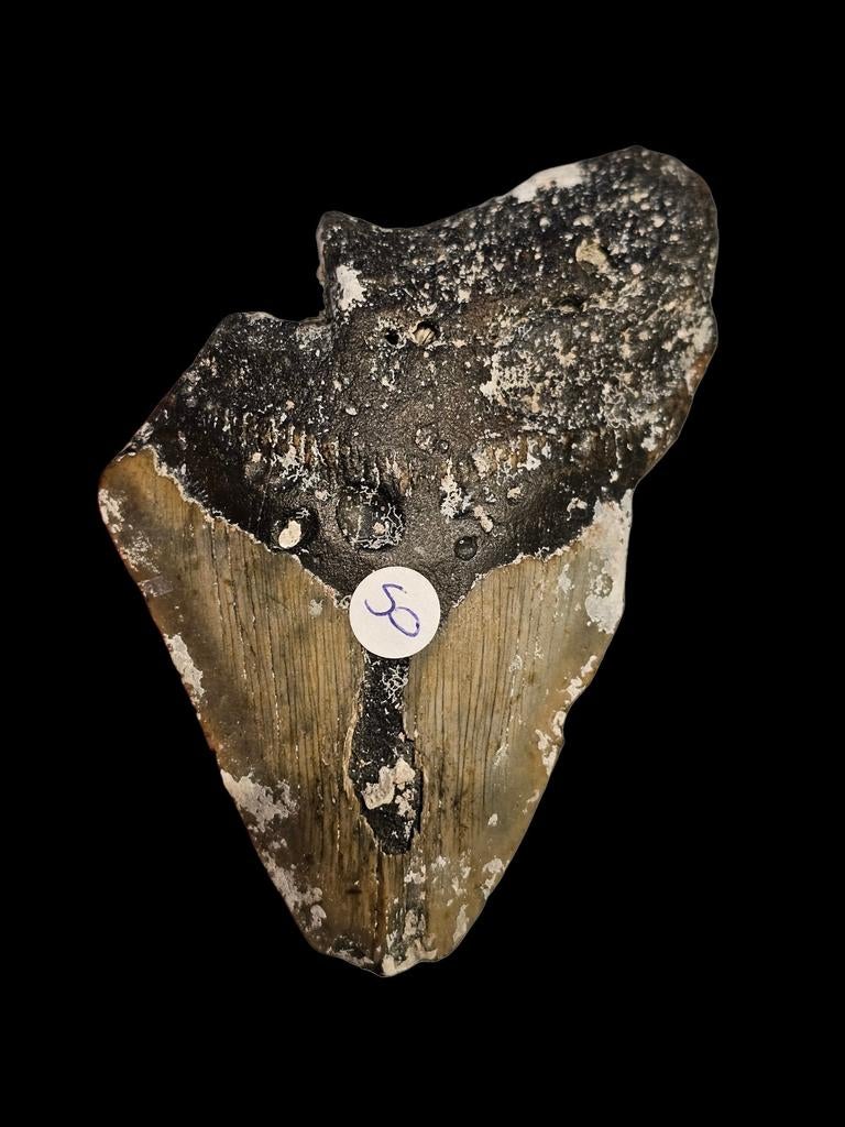 Prachtige megalodon tand uit south carolina 10,7 cm., Verzamelen, Mineralen en Fossielen, Ophalen of Verzenden, Fossiel