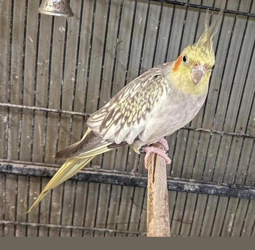 Cockatiel 2025 à vendre, Animaux & Accessoires, Oiseaux | Perruches & Perroquets, Domestique