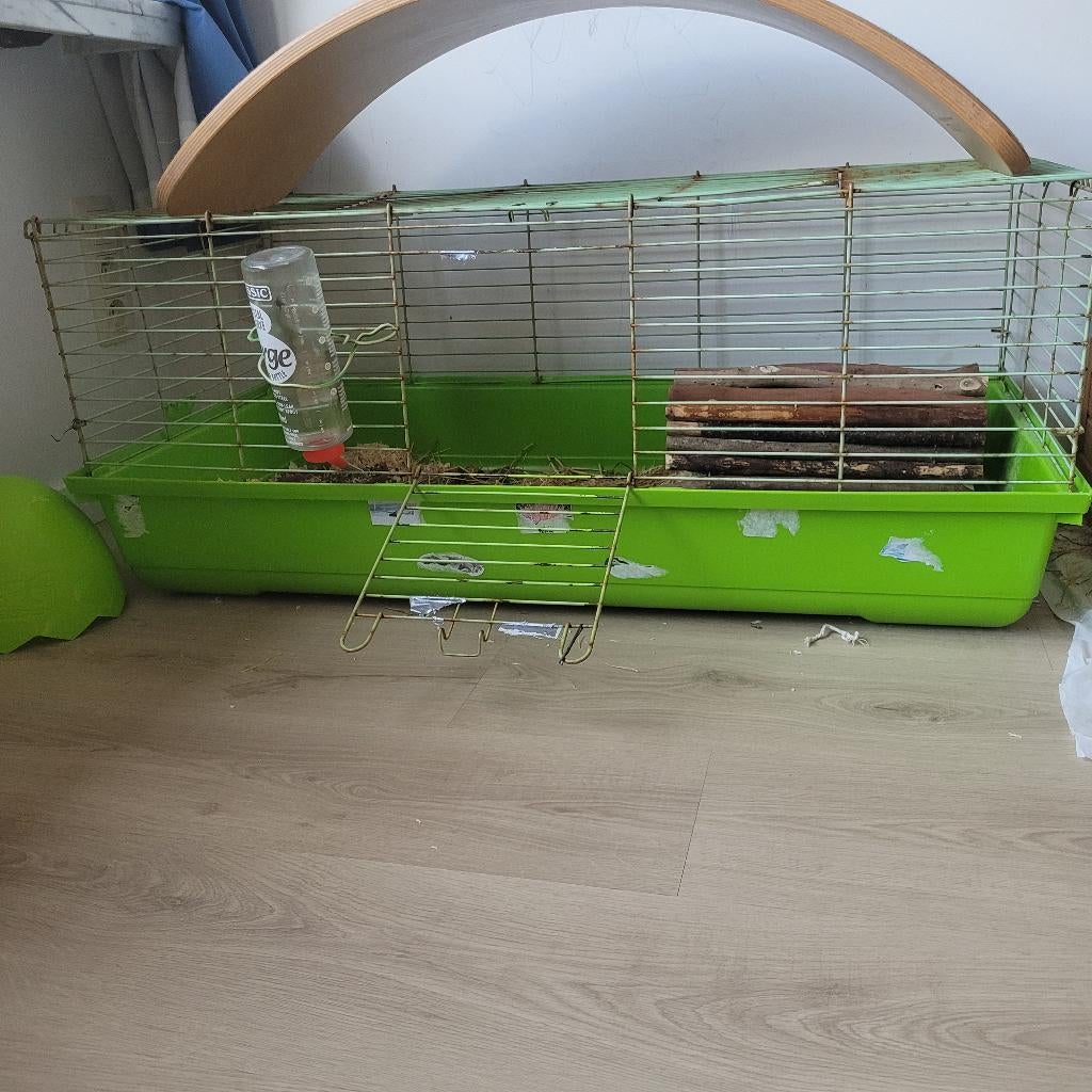 Superlief konijntje te koop, Dieren en Toebehoren, Konijnen, Dwerg, Vrouwelijk, 0 tot 2 jaar