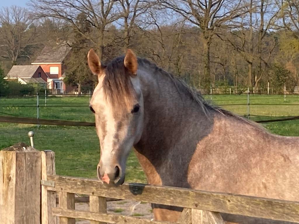 Pur-sang anglo-arabe brun de 1,53 m de haut, Hongre, Débourré, Moins de 160 cm, Avec pedigree
