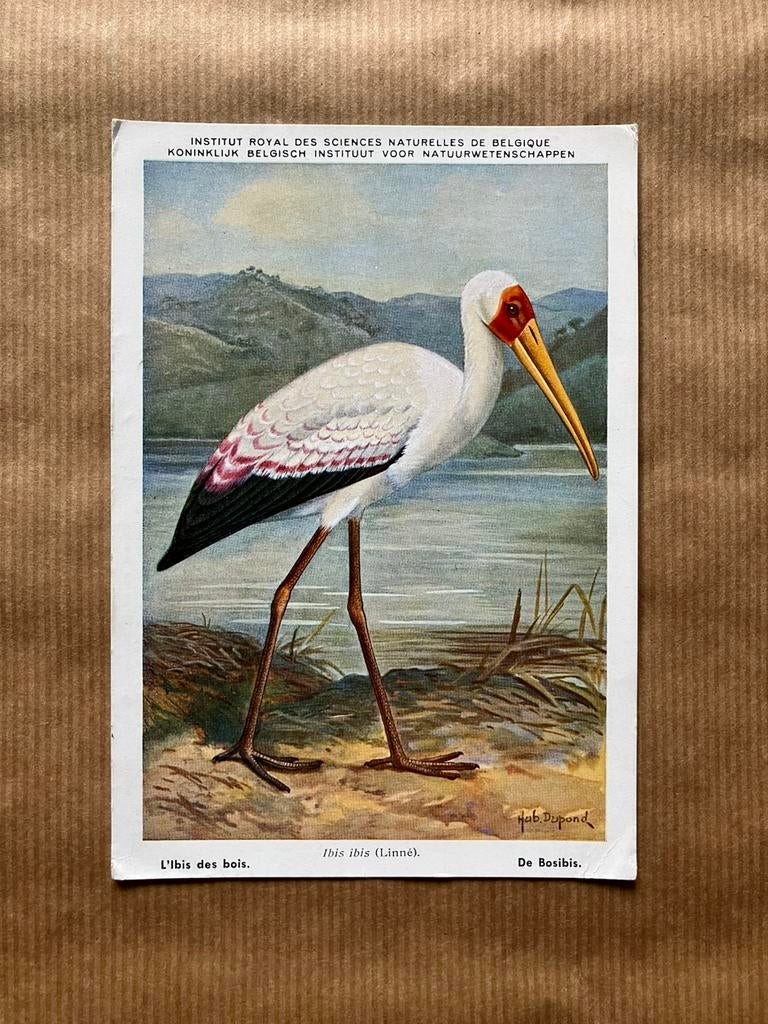 Beschermde Vogels in Belgisch Congo Nr. 6 Bosibis, Collections, Cartes postales | Animaux, Enlèvement ou Envoi, Non affranchie